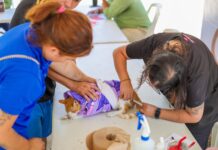 Imparable Gobierno de Reynosa por la salud de las mascotas