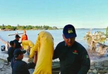 Despliega Pemex más de 80 unidades terrestres y fluviales en operativo de limpieza y remediación en el río Pantepec, Veracruz