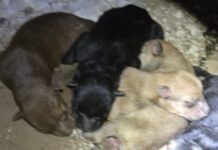 Avanza protección a la calidad de vida de los animales en Reynosa