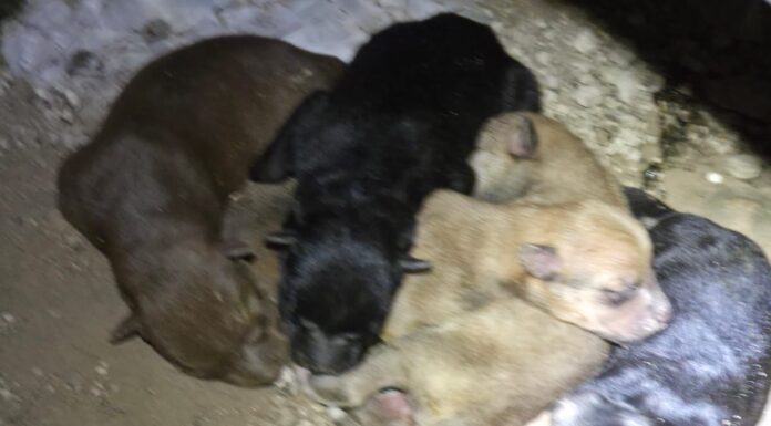 Avanza protección a la calidad de vida de los animales en Reynosa