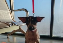 Recomienda Alcalde Carlos Peña Ortiz cuidado de mascotas por temporada invernal