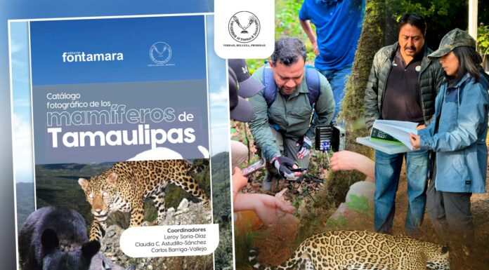 Difunde la UAT catálogo fotográfico de los mamíferos de Tamaulipas
