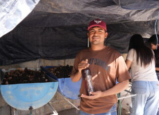 Desarrolla la UAT biofertilizantes líquidos a partir de lombricomposta