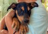 Benefician brigadas veterinarias gratuitas «Patitas Seguras en tu Refugio» a mascotas
