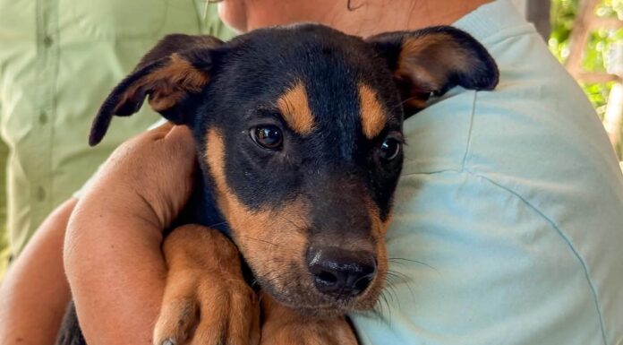 Benefician brigadas veterinarias gratuitas «Patitas Seguras en tu Refugio» a mascotas