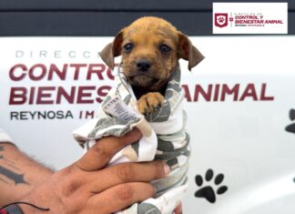 Rescató Gobierno de Carlos Peña Ortiz a cachorrito atrapado en una alcantarilla