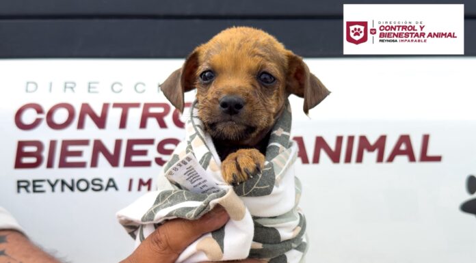Rescató Gobierno de Carlos Peña Ortiz a cachorrito atrapado en una alcantarilla