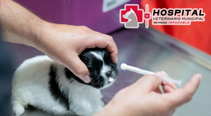 Promueve Alcalde de Reynosa atención del Hospital Veterinario Municipal