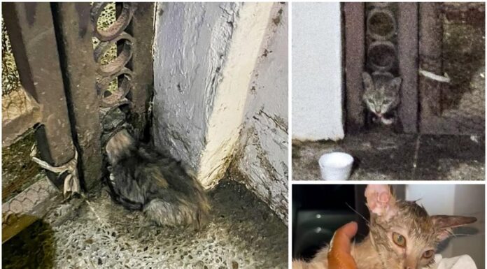 Liberó Control y Bienestar Animal a felino atrapado en Las Fuentes